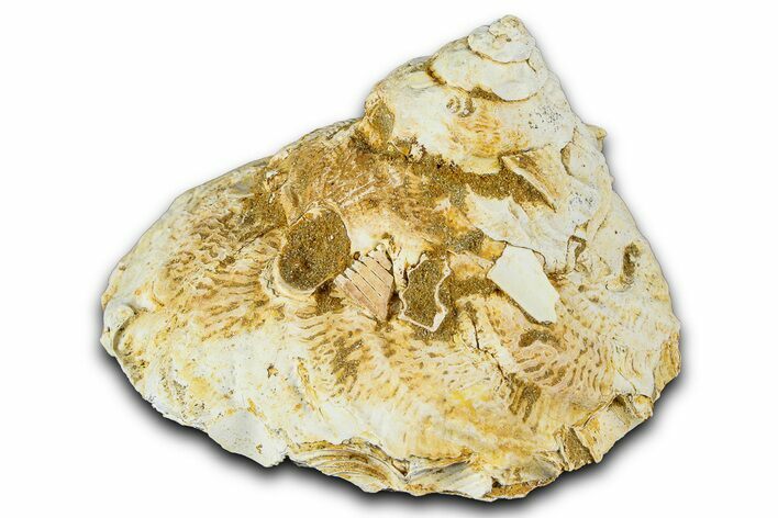 Miocene Fossil Sea Snail (Xenophora) Shell - France #367628